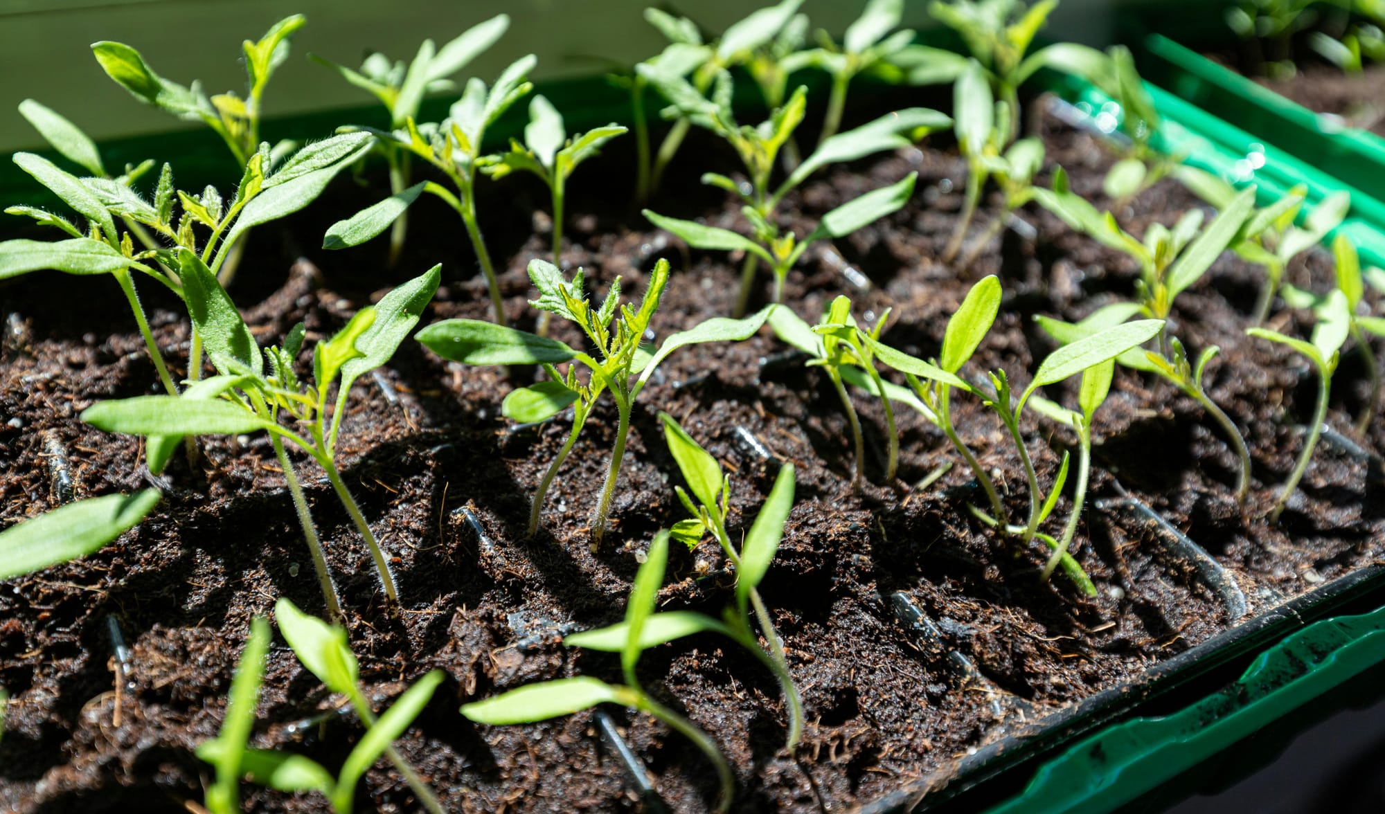 Germiner, le verbe du commencement intérieur
